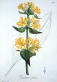 Yellow Gentian from Phytographie Medicale - L.F.J. Hoquart