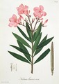 Oleander from Phytographie Medicale - L.F.J. Hoquart