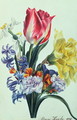 Spring Flowers - Anne Hooke