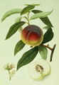 The Galande Peach - William Hooker