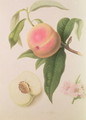 Noblesse Peach - William Hooker