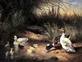 Ducks Drake and Ducklings - Ewald Honnef