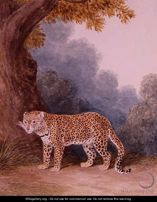 Leopard - Samuel Howitt