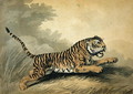 A Tigress leaping to the right - Samuel Howitt