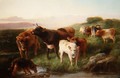 Highland cattle grazing - George W. Horlor