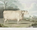 The Habertoft Short Horned Prize Cow - (after) Hubbard, B.