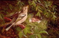 A Chaffinch at its Nest - William Hughes