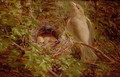 A Greenfinch at its Nest - William Hughes