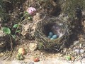 Still life with birds nest - William Henry Hunt