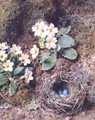 Primroses and Birds Nest with Three Blue Eggs - William Henry Hunt