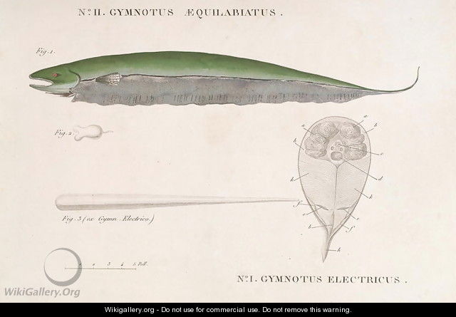 Gymnotus Aequilabiatus and Gymnotus Electricus from Receuil dobservations de zoologie - Baron Friedrich von Humboldt