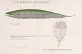 Gymnotus Aequilabiatus and Gymnotus Electricus from Receuil dobservations de zoologie - Baron Friedrich von Humboldt