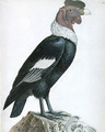 Andean Condor Vultur gryphus - Baron Friedrich von Humboldt