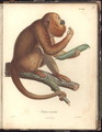 Simia ursina - Baron Friedrich von Humboldt