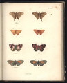 Lepidoptera - Baron Friedrich von Humboldt