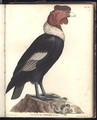The Male Condor Vultur gryphus - (after) Humboldt, Friedrich Alexander, Baron von