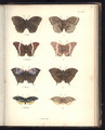 Lepidoptera 2 - (after) Humboldt, Friedrich Alexander, Baron von