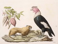 Lion monkey and condor native to Chile or Ecuador - (after) Humboldt, Friedrich Alexander, Baron von