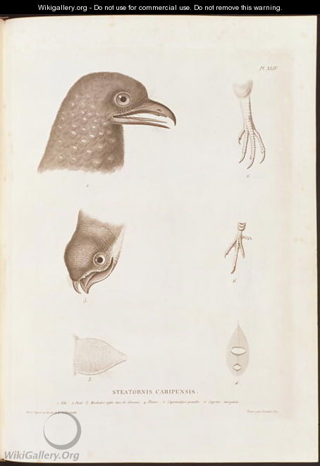 Steatornis caripensis - (after) Humboldt, Friedrich Alexander, Baron von