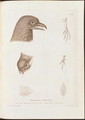 Steatornis caripensis - (after) Humboldt, Friedrich Alexander, Baron von