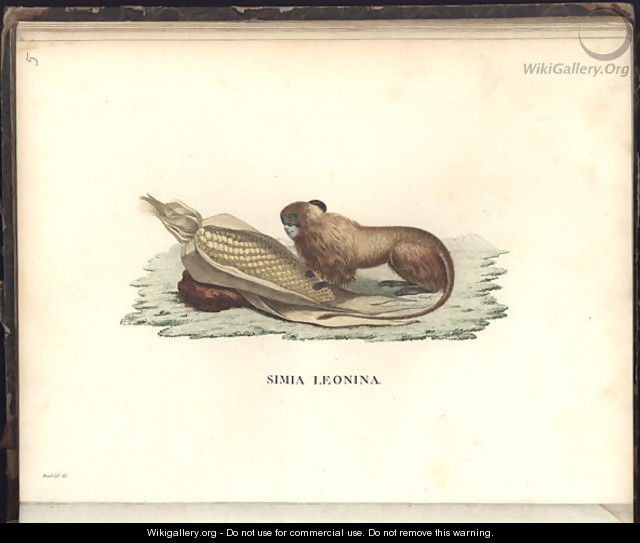 Simia leonina - (after) Humboldt, Friedrich Alexander, Baron von