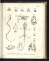 Sceleta Strenis Lacertinae et Protei Mexicani - (after) Humboldt, Friedrich Alexander, Baron von