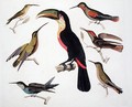 Native birds including the Toucan centre Amazon Brazil - (after) Humboldt, Friedrich Alexander, Baron von