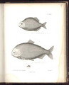 Characidae - (after) Humboldt, Friedrich Alexander, Baron von