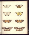 Lepidoptera - (after) Humboldt, Friedrich Alexander, Baron von