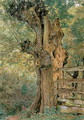 Pollard elm on the edge of the village pound - William Henry Hunt