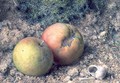 Still life with two apples and a snail shell - William Henry Hunt