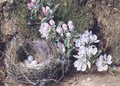 Branch of Apple Blossom and Birds Nest - William Henry Hunt