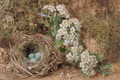 May Blossom and a Hedge Sparrows Nest - William Henry Hunt