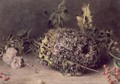 Long Tailed Tits Nest - William Henry Hunt
