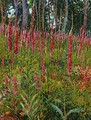 Foxgloves - Georges Lacombe