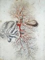 Blood vessels of the liver and the gall bladder - Gerard de Lairesse