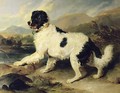 Newfoundland Dog Called Lion - Sir Edwin Henry Landseer