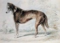 Lurcher - Charles Landseer