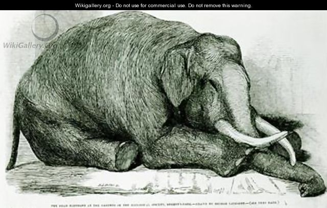 The Dead Elephant at the Gardens of the Zoological Society Regents Park - George Landseer