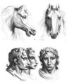 Similarities between the heads of a horse and a man - (after) Le Brun, Charles