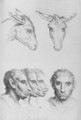 Similarities Between the Head of a Donkey and a Man - (after) Le Brun, Charles