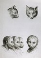 Similarities Between the Head of a Cat and a Man - (after) Le Brun, Charles