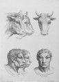 Similarities Between the Head of an Ox and a Man - (after) Le Brun, Charles