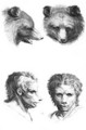 Similarities between the head of a bear and a man - (after) Le Brun, Charles