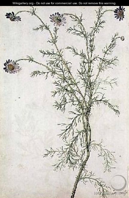 Chamaemelum nobile Allioni - Jacques (de Morgues) Le Moyne