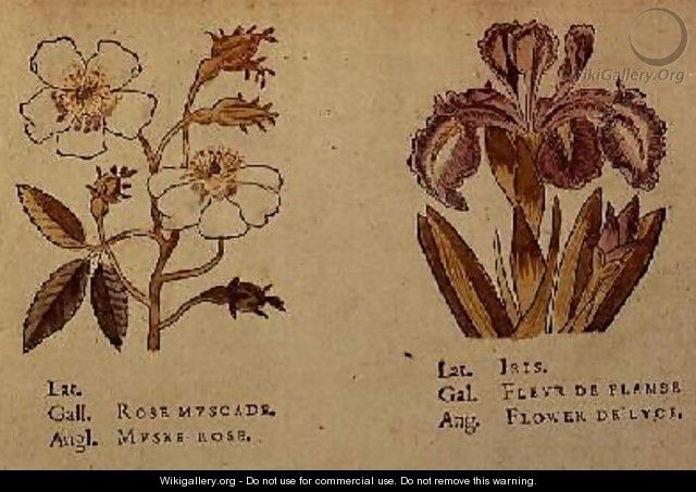 Rose and Iris - (after) Le Moyne, Jacques (de Morgues)