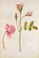 Pink Rose - Jacques (de Morgues) Le Moyne