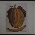 Melon - Jacques (de Morgues) Le Moyne