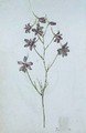 Delphinium ajacis - Jacques (de Morgues) Le Moyne