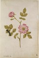 Rosa Canina Dogrose and Caterpillar - Jacques (de Morgues) Le Moyne